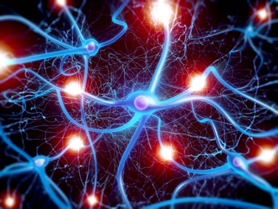 neurons