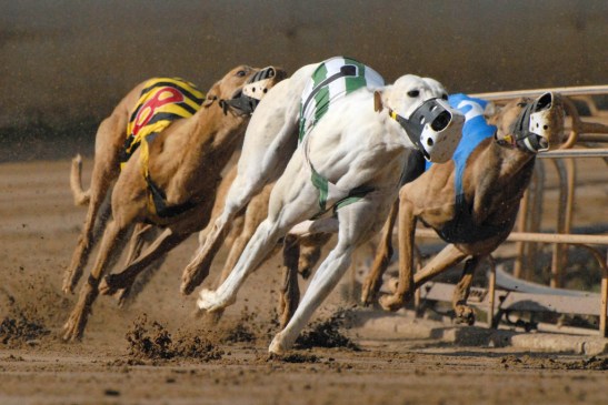 dog racing